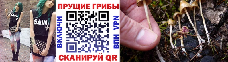 Галлюциногенные грибы Psilocybine cubensis  Рудня 